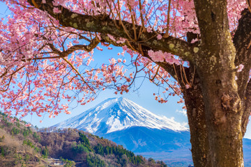 Mount Fuji and cherry blossoms which are viewed from lake Kawaguchiko, Yamanashi, Japan.