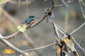 American Pygmy Kingfisher (Chloroceryle aenea) is hunting for fish in mangroves in Costa Rica.