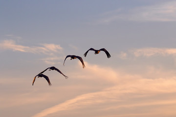 The flock of sandhill cranes flying in the blue sky over Galveston Island