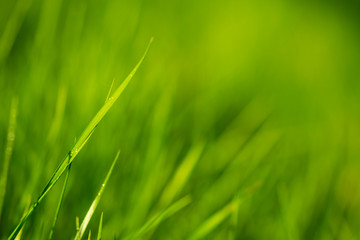 green grass background