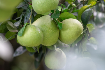 The grapefruit in the orchard hangs on the tree