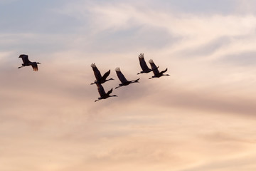 The flock of sandhill cranes flying in the blue sky over Galveston Island