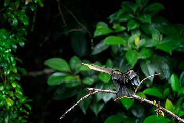 Anhinga (anhinga anhinga) is sitting on the branch and shaking with the wings over the pond. Background is nice green with jungle forest leaves.