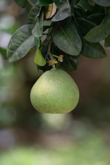 The grapefruit in the orchard hangs on the tree