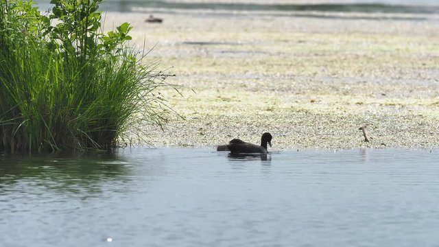 The Eurasian coot (Fulica atra), also known as the common coot or Australian coot, is a member of the rail and crake bird family, the Rallidae.