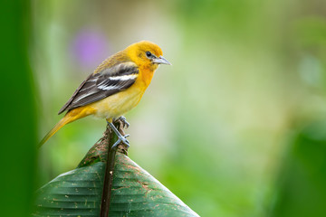 Female of Baltimore Oriole (Icterus galbula) is migrant bird of Costa Rica. Very nice Yellow/black bird in green forest.