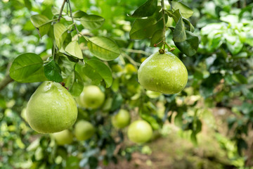 The grapefruit in the orchard hangs on the tree