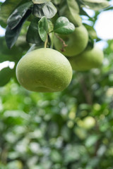 The grapefruit in the orchard hangs on the tree