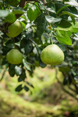 The grapefruit in the orchard hangs on the tree