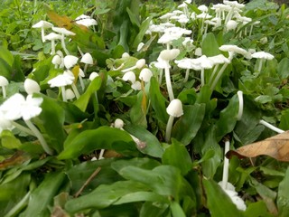 white fungus that grows between weeds. natural concept