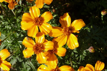 Obraz na płótnie Canvas Blühende orange gelbe Blume, Deutschland, Europa
