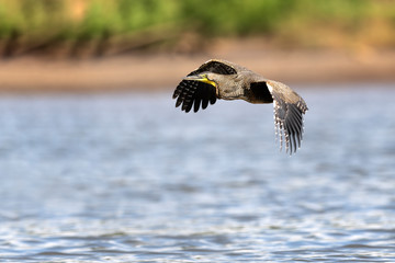 Bare-throated Tiger Heron (Tigrisoma mexicanum) fly over the river in Costa Rica.