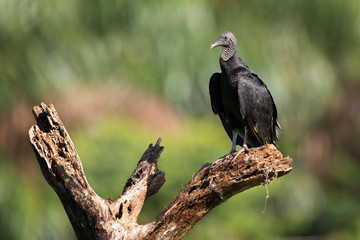 Black vulture (Coragyps atratus) stand on the branch and looks for the food. Black Vulture with green background.