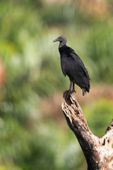 Black vulture (Coragyps atratus) stand on the branch and looks for the food. Black Vulture with green background.