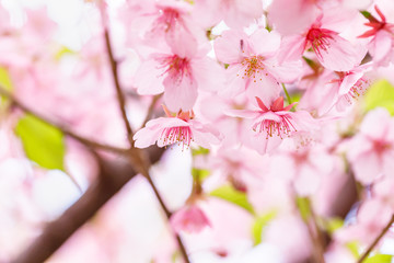 満開の桜の花