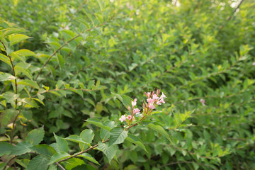 Broccoli in the basin garden of Nantong, China