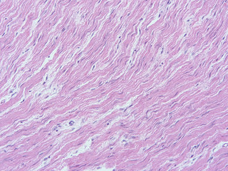 picture of histology human tissue with microscope from laboratory (not Illustration Designation)