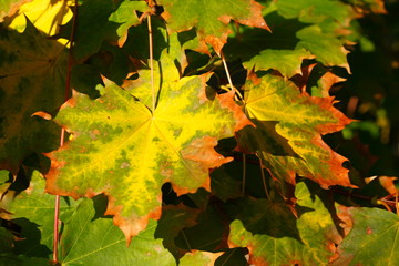 Ahorn (Acer palmatum), Herbstlaub an einem Baum, Deutschland