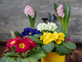 Bright spring flowers and garden tools against a gray wall. Selective focus. Copy space for text, advertising, design.