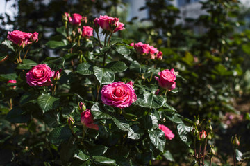 background, beautiful, beauty, bloom, blooming, blossom, bouquet, bright, celebration, closeup, color, colorful, flora, floral, flower, fresh, garden, garden roses, gardening, green, landscape, light,