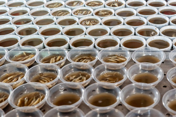 Making process of handmade food for sand worms