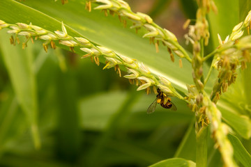 bee on corn flower in nature garden