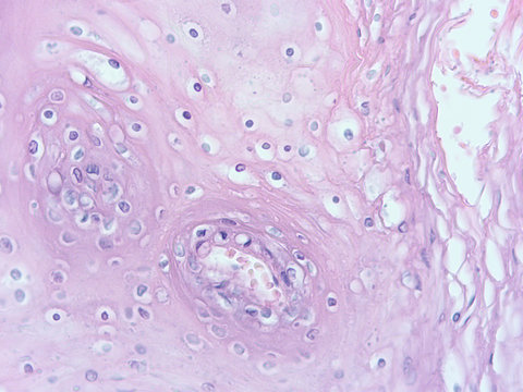 picture of histology human tissue with microscope from laboratory (not Illustration Designation)