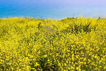 Obraz premium flowers