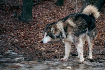 Naklejka na ściany i meble Portrait of a thoroughbred animal sled dog breed Alaskan Malamute. Adult obedient pet beautiful gray fluffy well-groomed dog walks in nature in the autumn forest