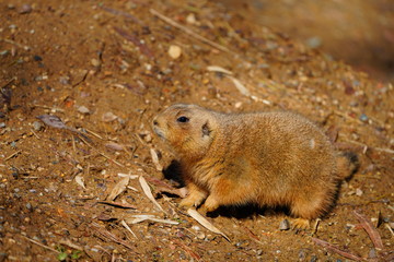 A black-tailed prairie dog (Cynomys ludovicianus)