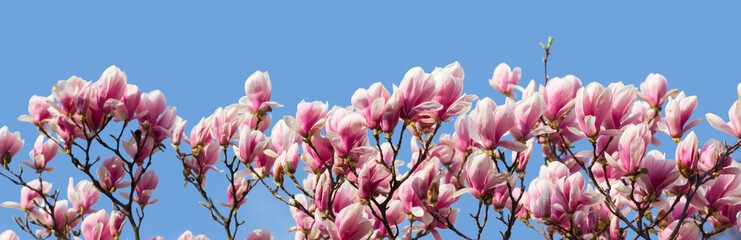 Magnolia flowers in spring time.