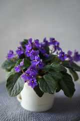 lilac violet flower in a white pot