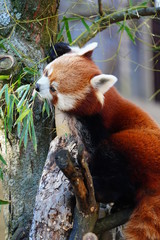 Fototapeta premium View of a red panda (ailurus)