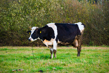 Fototapeta premium The cow grazing on the field on the cloudy day