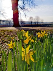 daffodils in spring