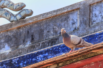 ティエンムー寺（天姥寺）と鳩　ベトナム　フエ　Thien Mu temple and  pigeon Vietnam Hue