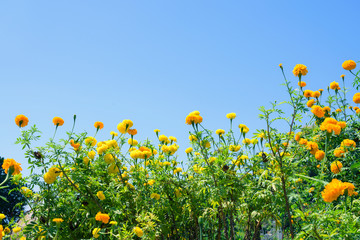 Freshness Blooming yellow Marigold flower farm over blue sky background, ChiangMai.