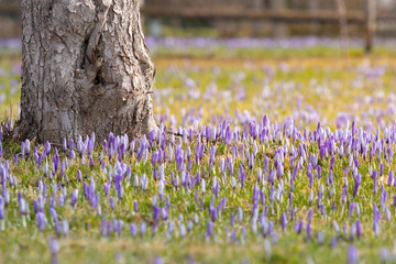 Krokuss-der frühling erwacht