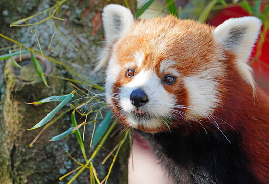 View of a red panda (ailurus)