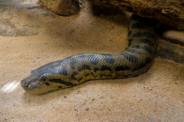 Anaconda tail close-up image from zoo