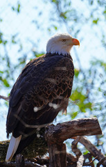 American black and white bald eagle