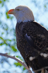 American black and white bald eagle