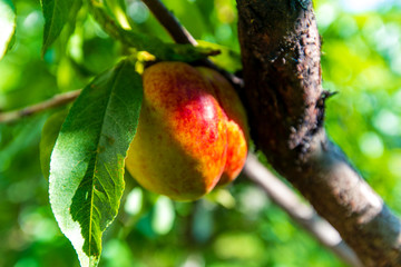 Red delicious juicy peaches hang on a branch among the leaves on a bright Sunny day