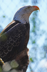 American black and white bald eagle