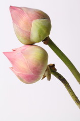 Fototapeta premium Pink lotus flower. isolated on white background.