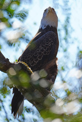 American black and white bald eagle