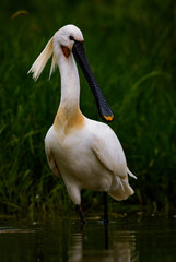 Eurasian Spoonbill - Platalea leucorodia, beautiful large fresh water bird from Euroasian lakes and swamps, Hortobagy, Hungary.