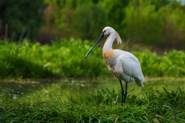Eurasian Spoonbill - Platalea leucorodia, beautiful large fresh water bird from Euroasian lakes and swamps, Hortobagy, Hungary.