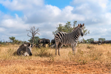 Nice zebras in Kruger National Park, South Africa - obrazy, fototapety, plakaty