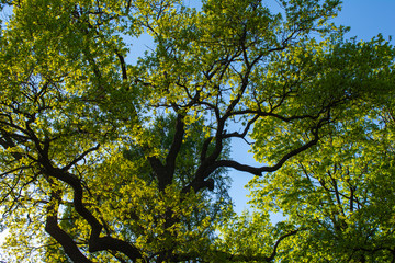 twisting branches and a powerful tree trunk in a dense green forest against a cloudless sky